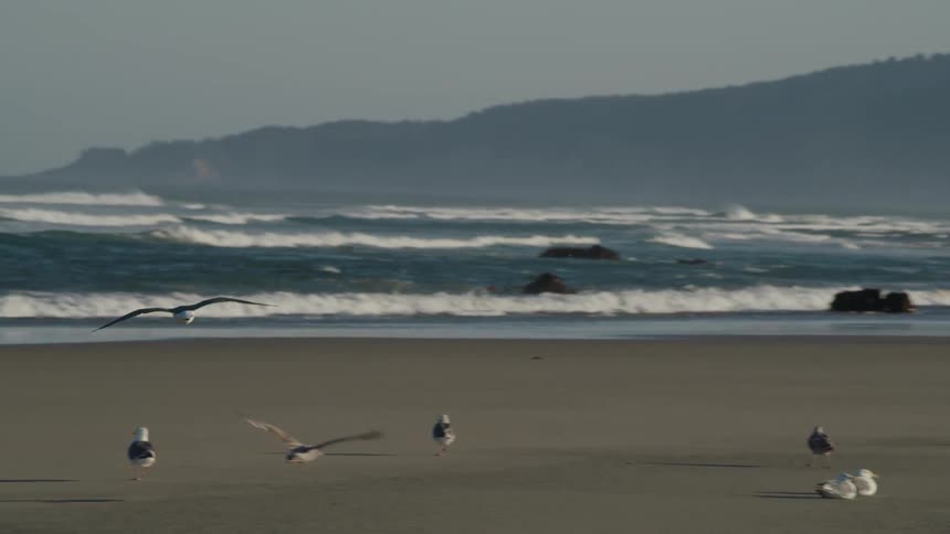 Birds walking and flying over the beach