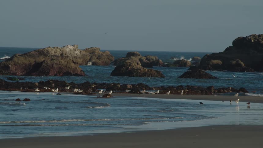 Sea lions and seagulls on beach near rocky coastline