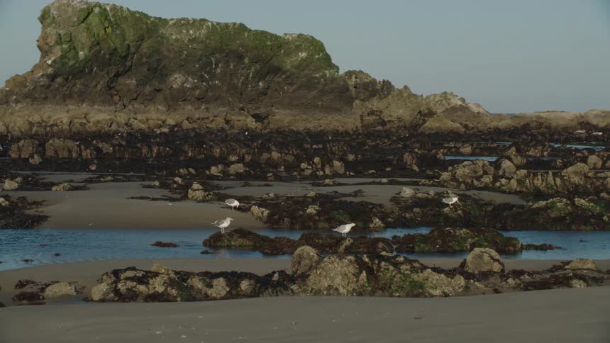 Birds sitting on the shoreline