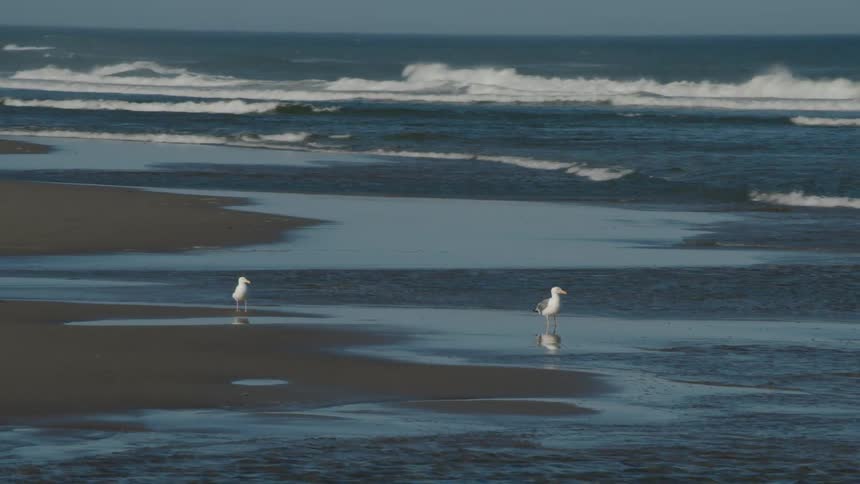 Birds standing in puddles of water on a beach on a sunny day