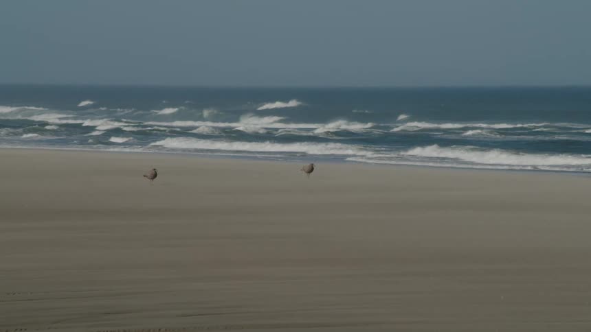 Birds walk on a beach as waves roll in