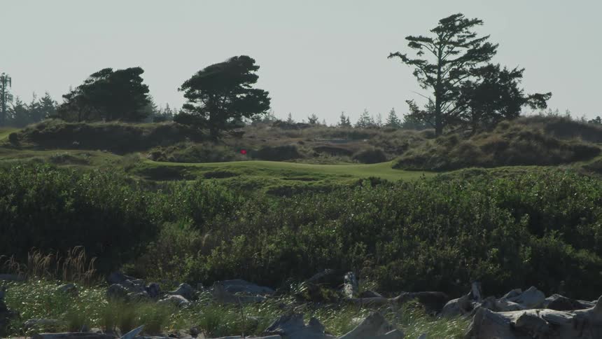 Grass trees and plants is displayed