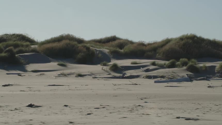A sandy beach with drift wood and natural grass