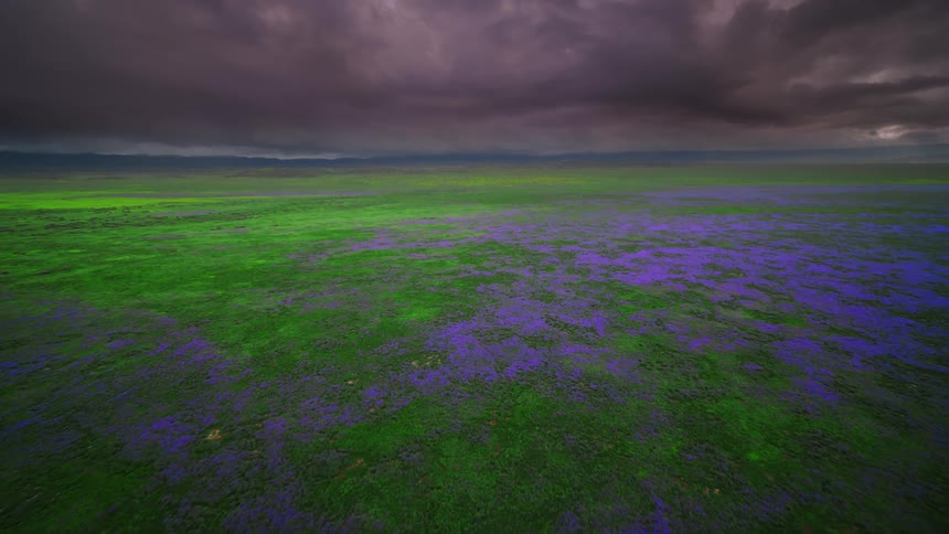 Storm clouds are above the flowery meadow
