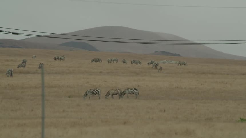 Zebras grazing in a grassland