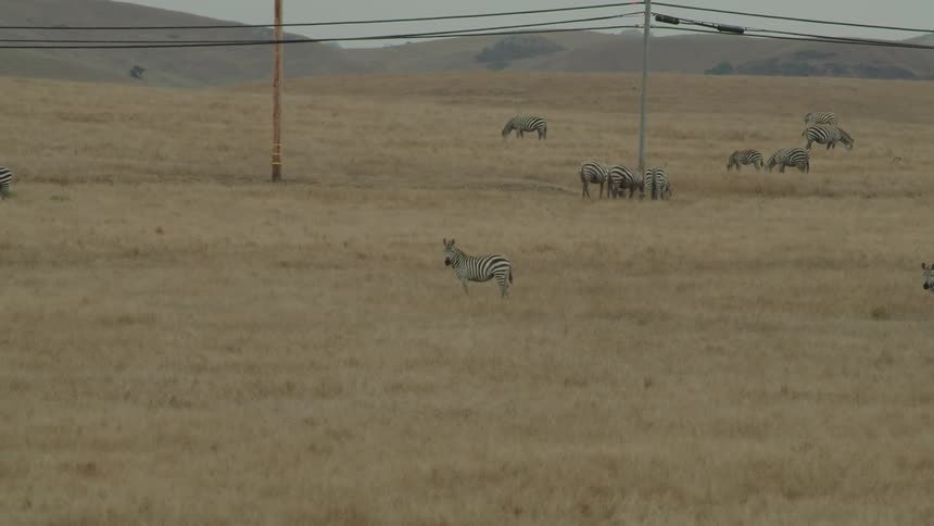 Zebras graze on the dry land