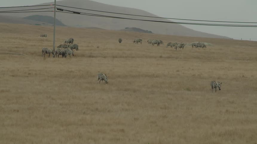 Zebras walk in a valley