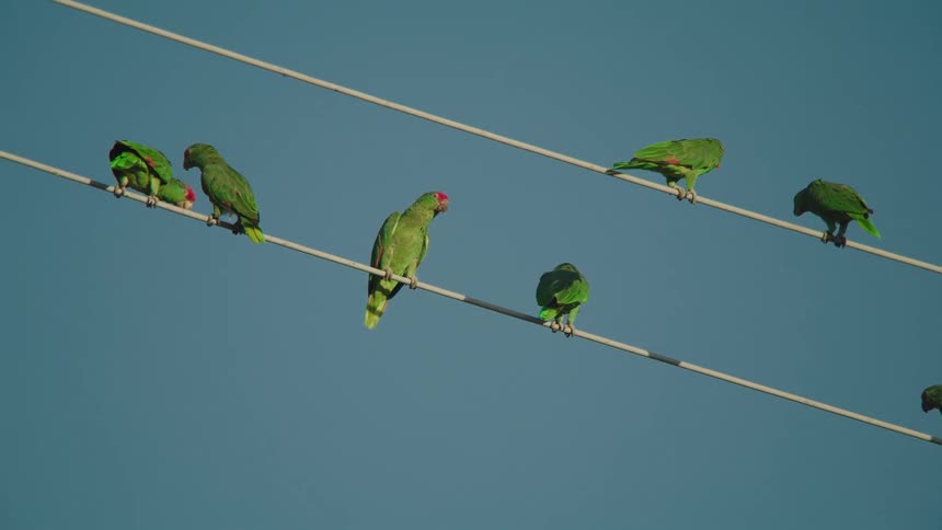 The birds crawl on the power line together