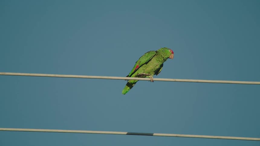 A green bird stretching its wings while perched on a power line