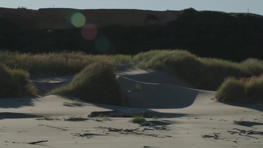 Grass brush on sand dunes blows and bends in the wind on a sunny day