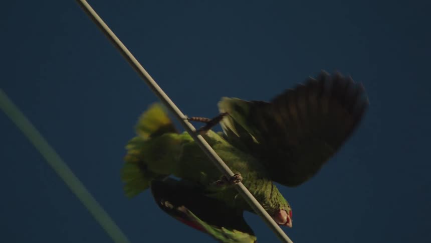 A green parrot perching flies in the sky