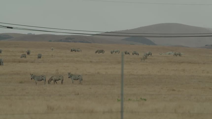 Herd of zebras grazing in pasture