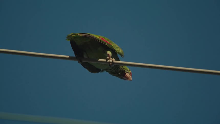 A green parrot sits on a metal stick