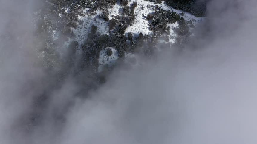Birds eye view of trees and snow