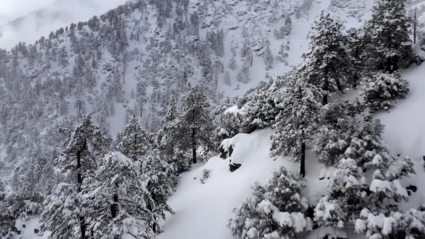 Trees in a snow covered forest
