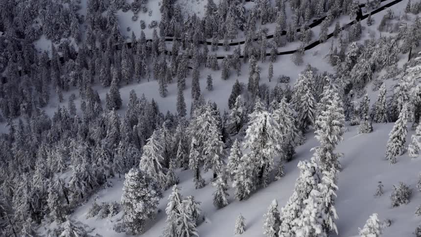 Aerial of fresh snow on trees and land in the forest