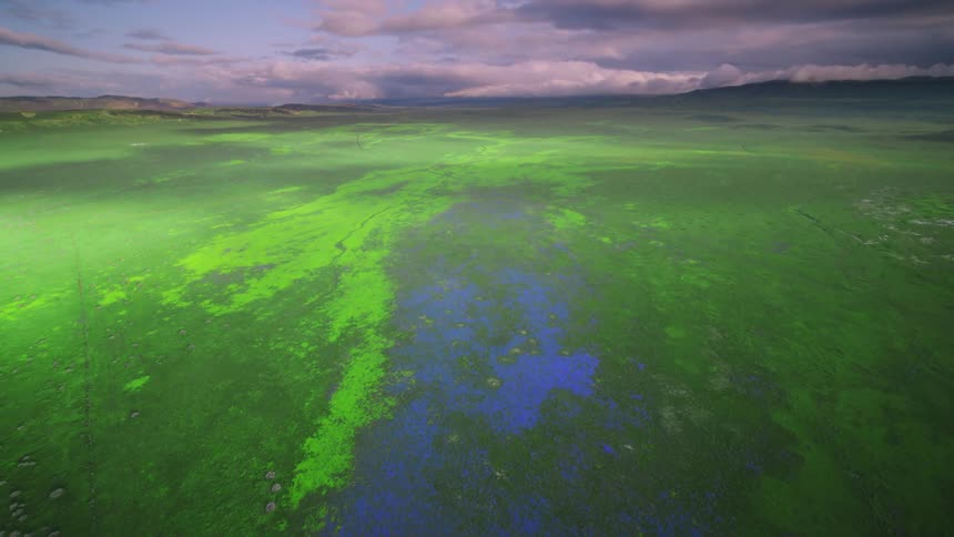 Bright green algae across the surface with bright blue water