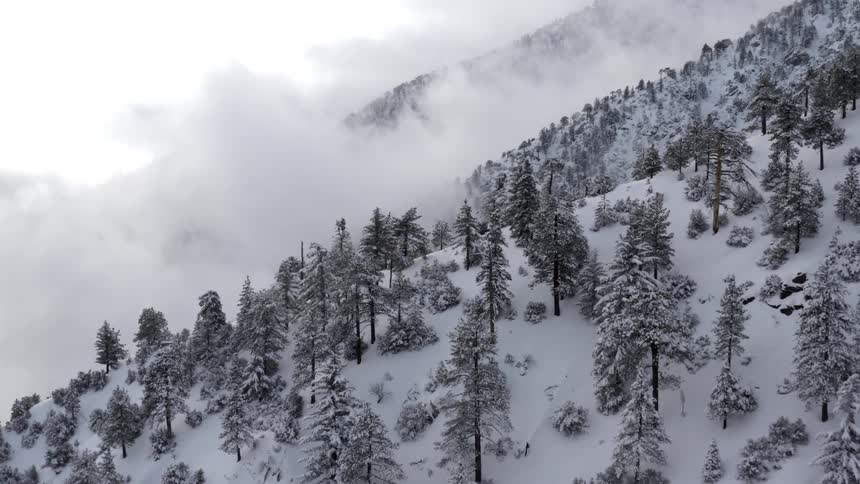 Snow and trees are covering themountains
