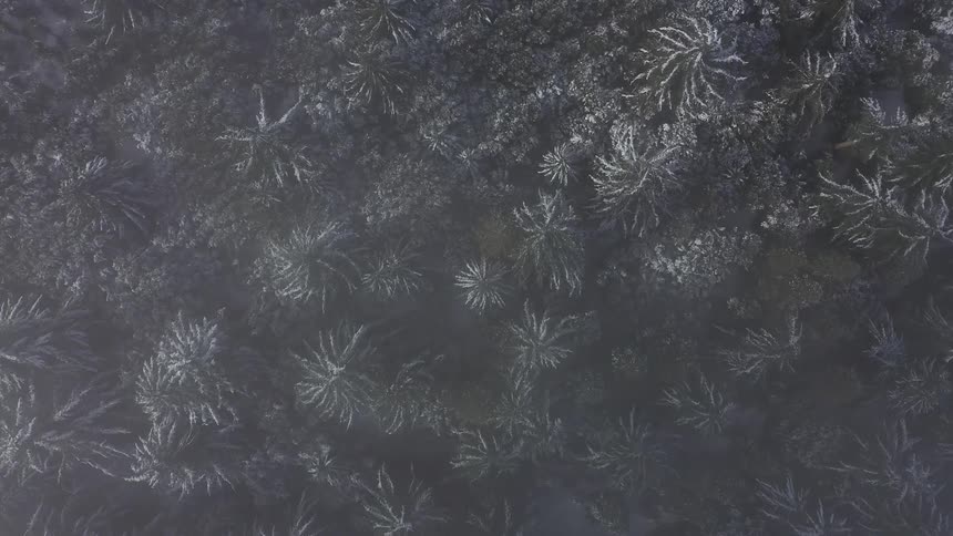 Birds eye view of trees in a snowy forest