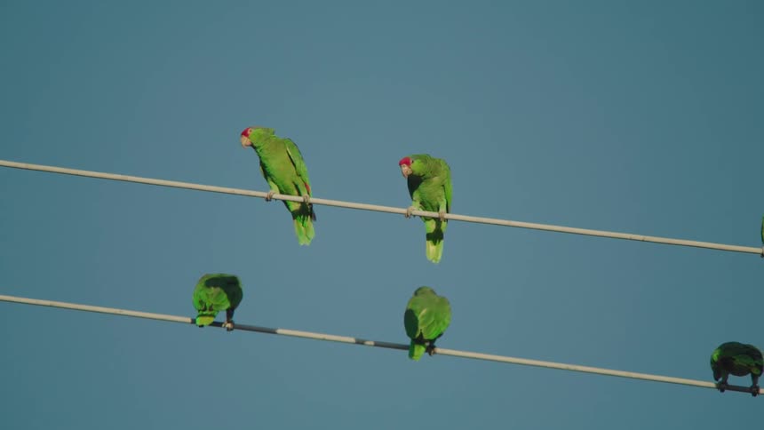 Green parrots sit together on power line