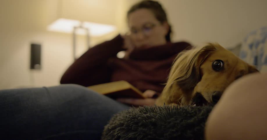 Pet dog chewing on toy on the couch while owner is reading a book