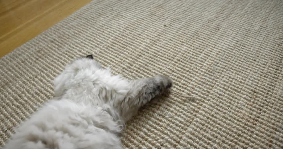 A cat lays on the floor and plays with a cat toy