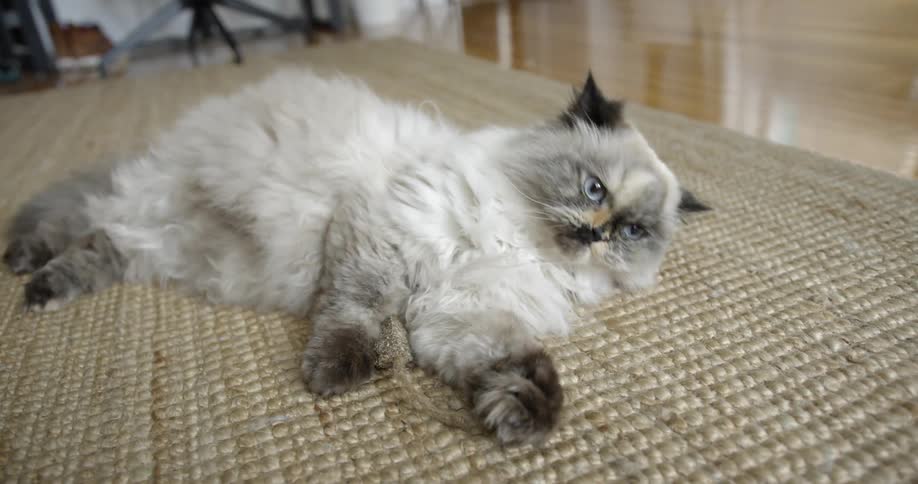 A cat lies on a rug and licks itself