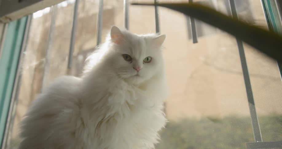 A cat sits by a window