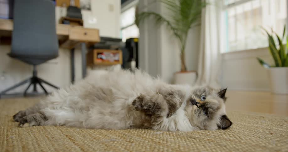 Persian cat relaxing on rug in living room