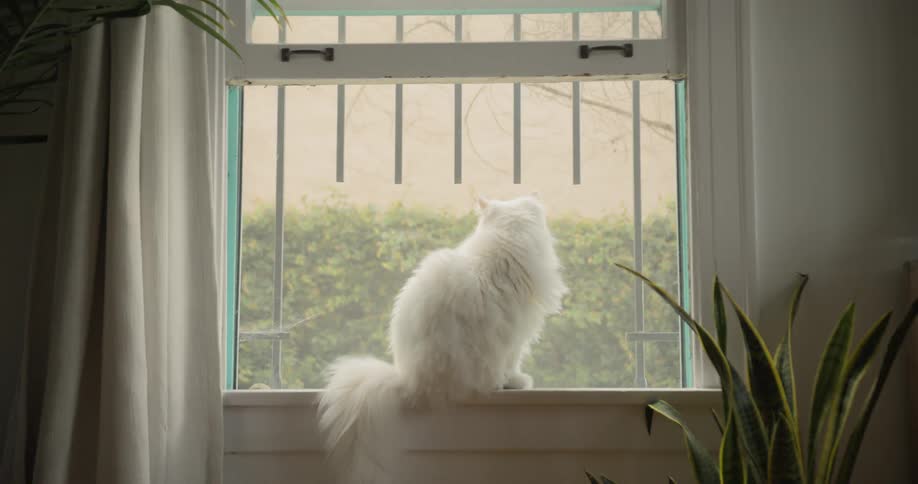 White haired cat is sitting on the sill of a window while looking outside