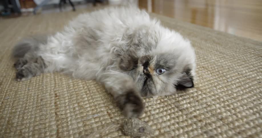 A cat lying on a rug lazily reaches for and hits a toy mouse