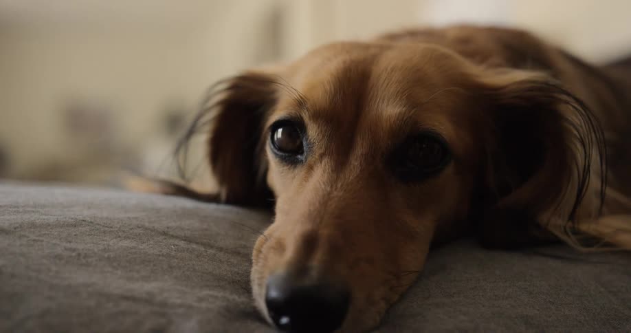 A dog lying down
