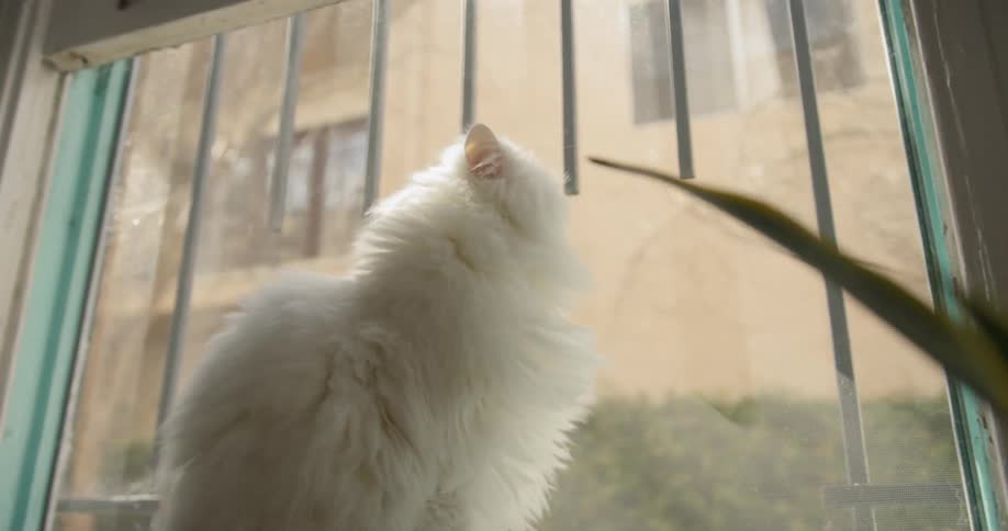 A white cat looking out of the window
