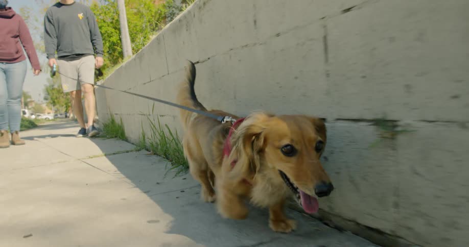 A man and woman walk a dog