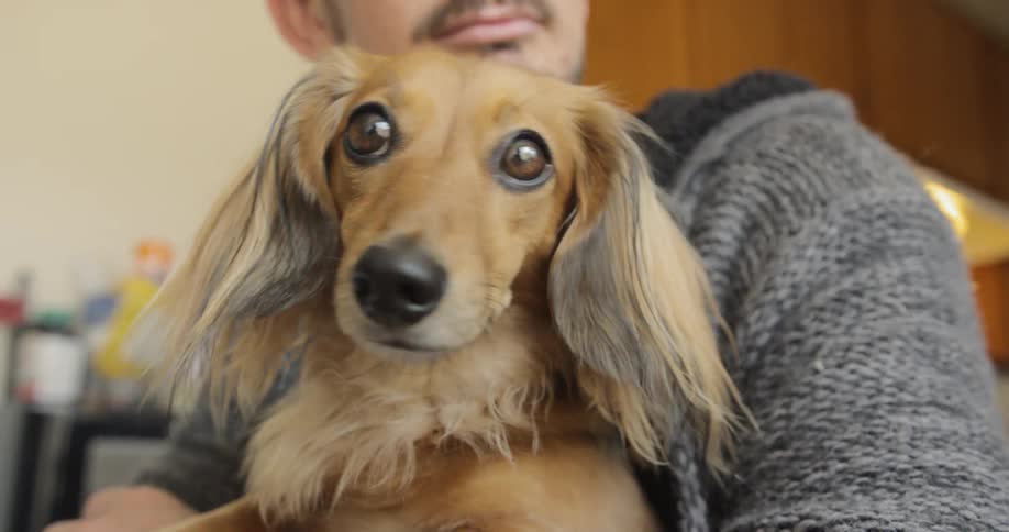 Man sitting down holds the tiny dog at home