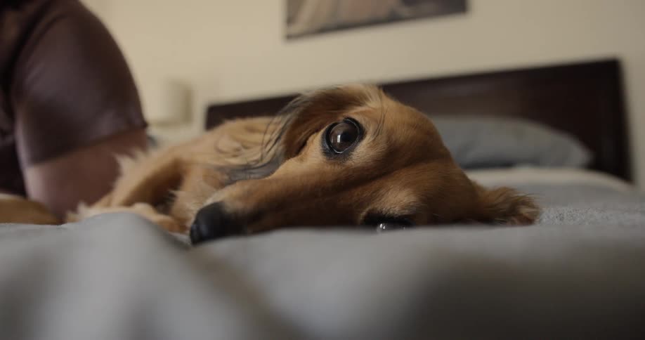 A dog lies on a bed with a person sitting next to them