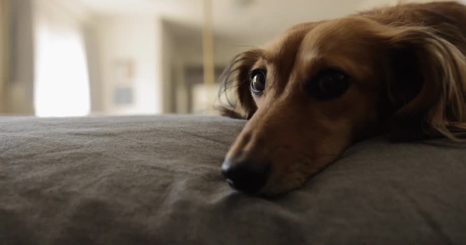 Sausage dog lies down on the bed in the bedroom