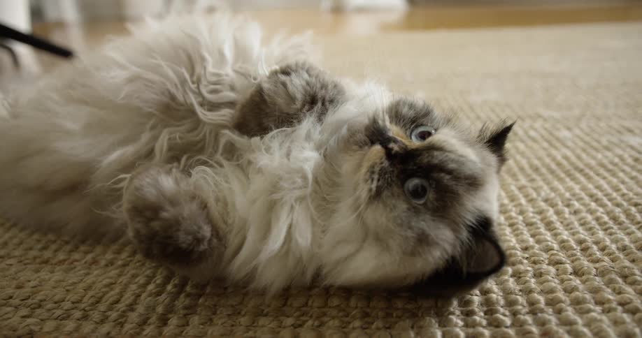 Cat lays down on rug in a house at day