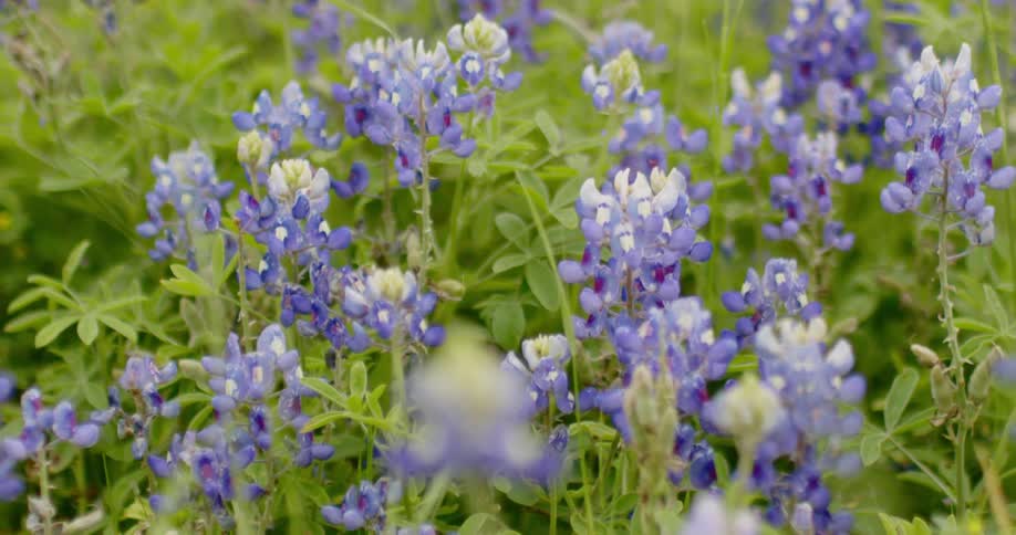 A field of purple and white flowers