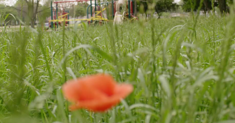 A light red flower in a field of grass near a playground