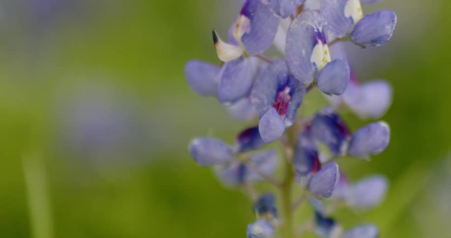 Close up of purple leaves on a stem