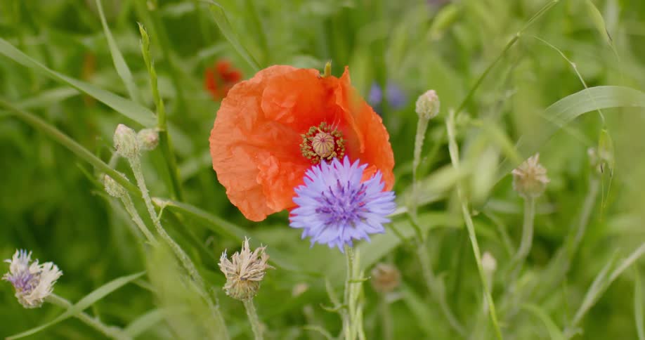 A field with orange and purple flowers