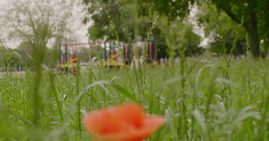 An orange flower grows in the overgrown grass of a closed playground with the playset taped off with yellow caution tape