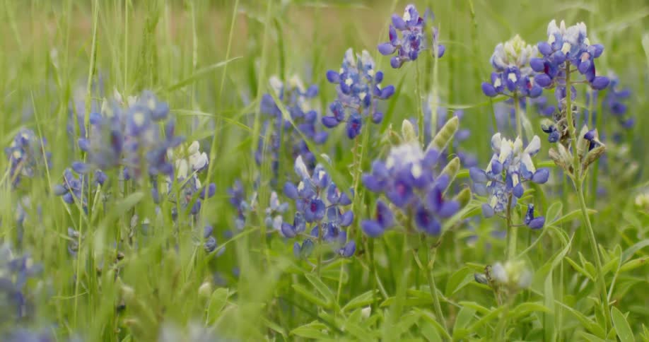 The field is full of purple flowers