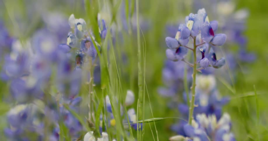 Colorful purple wildflowers on grassland at day