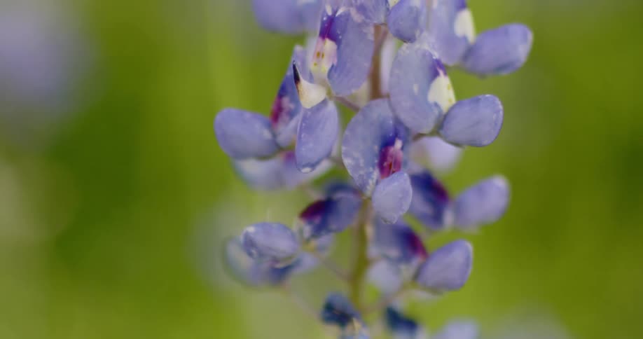 Blue lupine in daylight