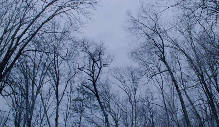 Trees with no leaves are covering the forest area