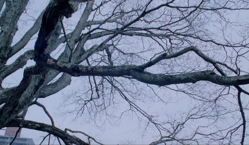 A tree is near the building