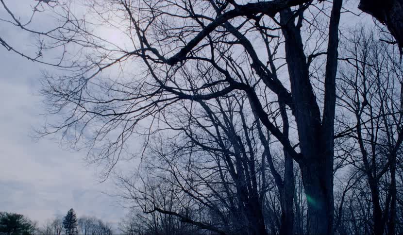 Trees without leaves with the sky up above