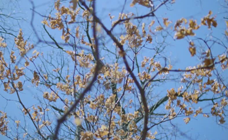 Dry autumn leaves hang on tree branches against a clear blue sky during the day